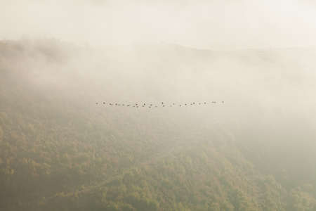 Flock of birds above canyon early in the morning