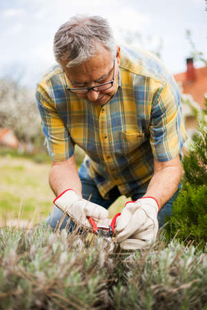 Senior man in his garden. He is pruning plants.の写真素材