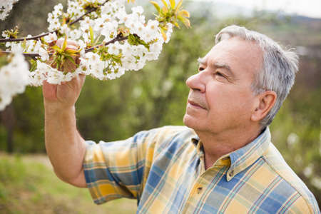Senior man is checking tree blossom in his garden.の写真素材