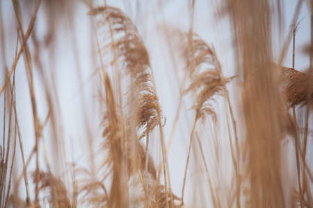 Close up photo of reed. Very shallow DOF.  *Some noise in image because of higher iso settings in camera.の写真素材