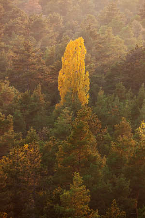 Forest in autumn.の写真素材