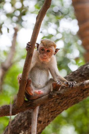 Toque macaque monkey, Macaca sinica, Sri Lanka