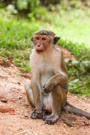 Toque macaque monkey, Macaca sinica, Sri Lanka