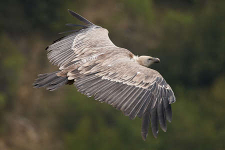 A Griffon vulture or the Eurasian griffon vulture flying majesticallyの写真素材