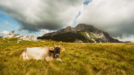 Cow lying on grass in the field in mountain.の写真素材