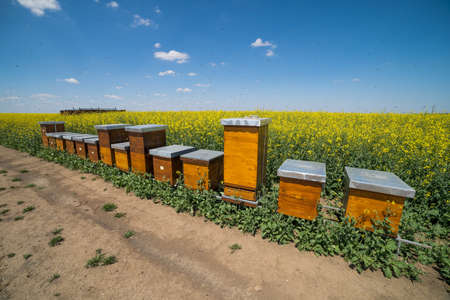 Rapeseed field and beehives on sunny day.