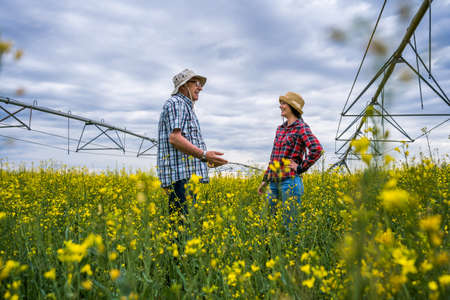 Proud two generations farmers are standing in their rapeseed field. Senior man is education his...