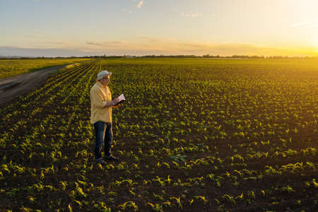 Senior farmer is standing in his growing corn field. He is is examining his sown corn field.の写真素材