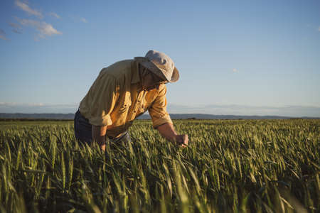 Senior farmer is examining his sown wheat field.の写真素材