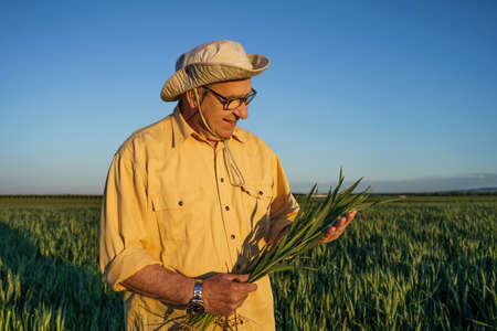 Senior farmer is examining his growing wheat field. He is happy because of successful sowing.の写真素材