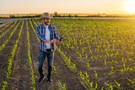 Farmer is standing in his growing corn field. He is examining crops after successful sowing.