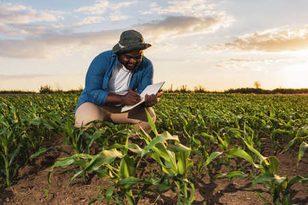 Farmer is standing in his growing corn field. He is examining crops after successful sowing.の写真素材