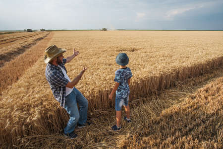 Farmers are standing in their wheat field while the harvesting is taking place. Father is teaching...