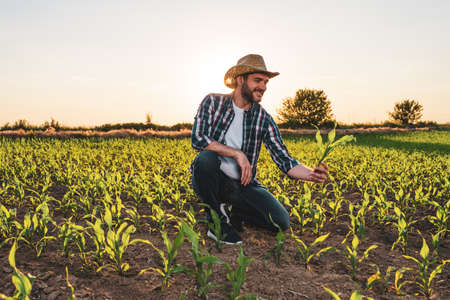 Farmer is standing in his growing corn field. He is examining crops after successful sowing.