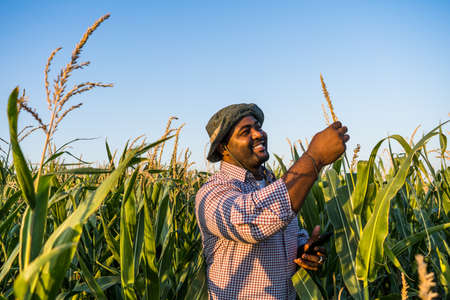 Farmer is standing in his growing corn field. He is satisfied because of good progress of plants.の写真素材