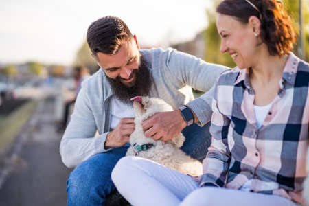 Adult couple enjoying sunny day with their dogs.の写真素材