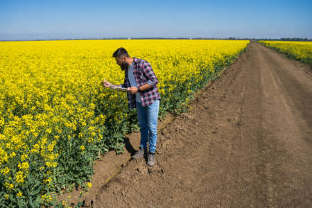 Farmer is standing by his blooming rapeseed field and examining the progress of crops.の写真素材