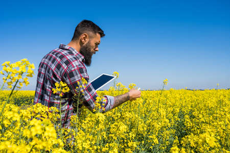 Farmer is standing in his blooming rapeseed field and examining the progress of crops.