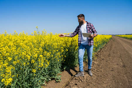 Farmer is standing by his blooming rapeseed field and examining the progress of crops.