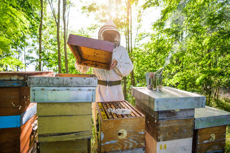 Beekeeper is examining his beehives in forest. Beekeeping professional occupation.の写真素材