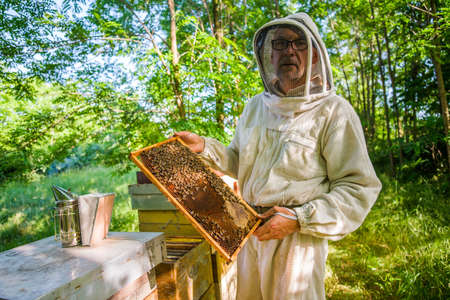 Beekeeper is examining his beehives in forest. Beekeeping professional occupation.