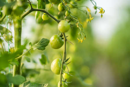 Close up image of unripe cherry tomatoes in greenhouse.の写真素材