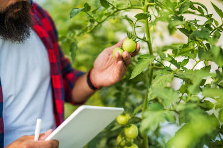 Man is examining progress of cherry tomatoes in his greenhouse in summer.の写真素材