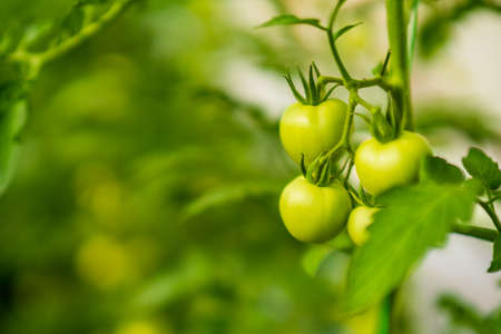 Close up image of unripe tomatoes in greenhouse.の写真素材
