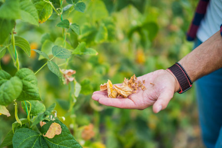 Man holding dry leafs in cucumber organic greenhouse. Garden devastated by drought.