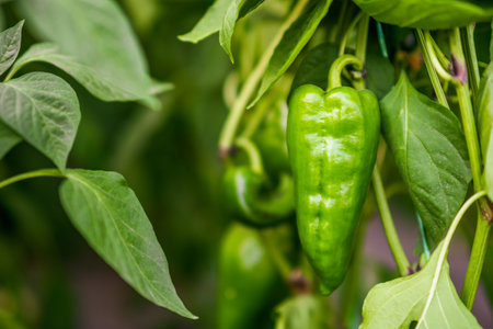 Close up image of green Bell Pepper in greenhouse.の写真素材