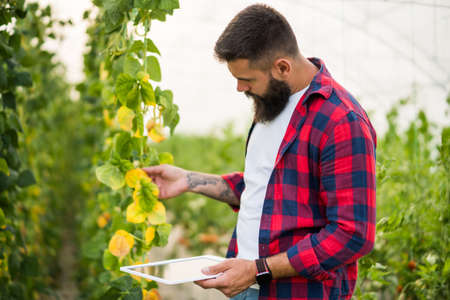 Farmer examining dry leafs in green beans organic greenhouse. Garden devastated by drought.の写真素材