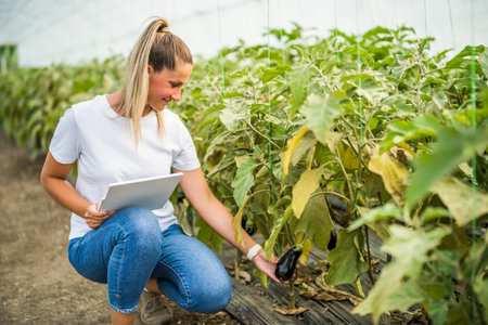 Organic greenhouse business. Farmer is examining eggplant in her garden.