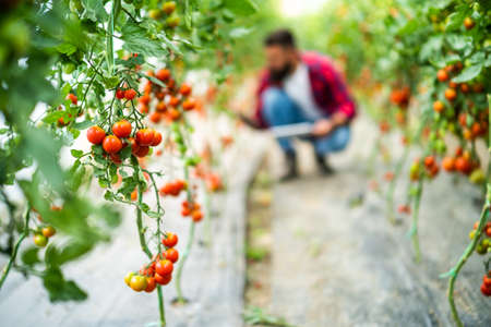 Organic greenhouse business. Close up of cherry tomato while farmer is picking and examining plants.の写真素材