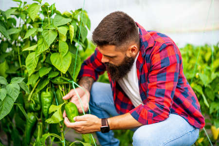 Organic greenhouse business. Farmer is examining bell pepper in his garden.の写真素材