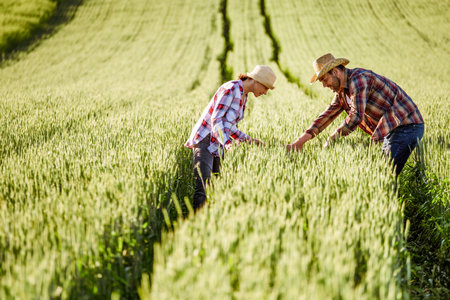 Man and woman are working together. They are cultivating wheat.の写真素材