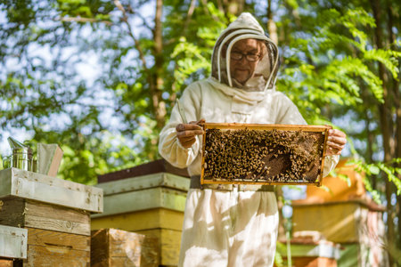 Beekeeper is examining his beehives in forest. Beekeeping professional occupation.の写真素材