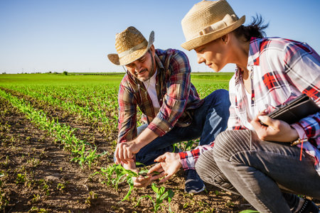 Man and woman are working together in partnership. They are cultivating corn.