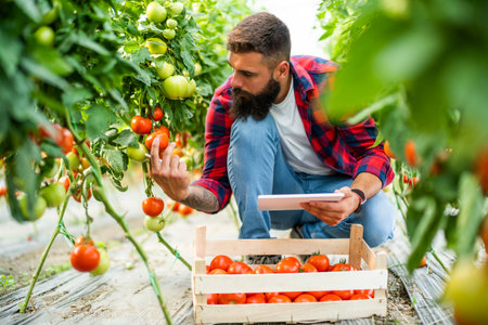 Organic greenhouse business. Farmer is picking and examining fresh and ripe tomatoes in his greenhouse.の写真素材