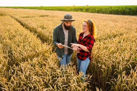 Family agricultural occupation. Man and woman are cultivating wheat. They are examining progress of...