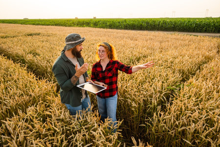 Family agricultural occupation. Man and woman are cultivating wheat. They are examining progress of plants.の写真素材