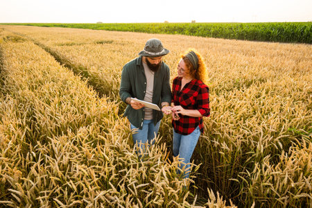 Family agricultural occupation. Man and woman are cultivating wheat. They are examining progress of plants.の写真素材