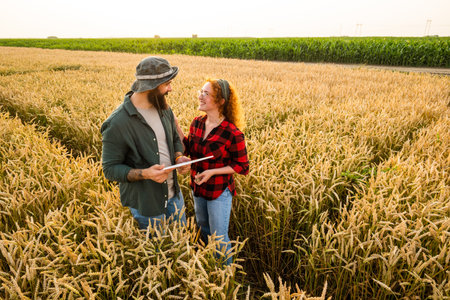 Family agricultural occupation. Man and woman are cultivating wheat. They are examining progress of plants.の写真素材
