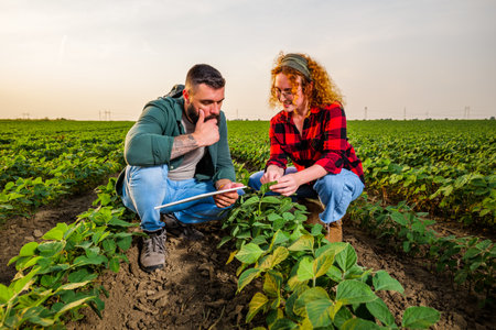 Family agricultural occupation. Man and woman are cultivating soybean. They are examining the progress of plants.の写真素材