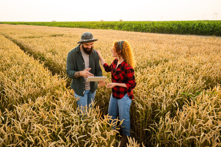 Family agricultural occupation. Man and woman are cultivating wheat. They are examining progress of plants.の写真素材