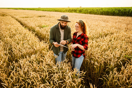 Family agricultural occupation. Man and woman are cultivating wheat. They are examining progress of plants.の写真素材