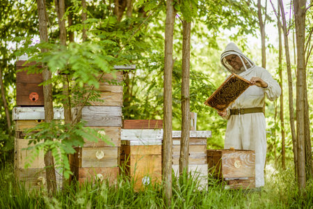 Beekeeper is examining his beehives in forest. Beekeeping professional occupation.