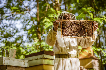 Beekeeper is examining his beehives in forest. Beekeeping professional occupation.