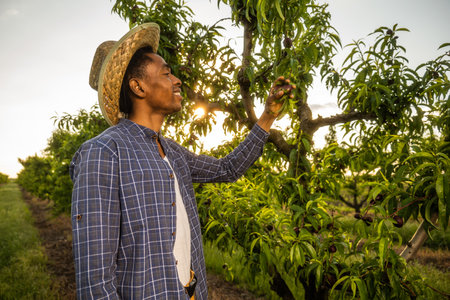 Portrait of happy african american man picking peaches in orchardの写真素材