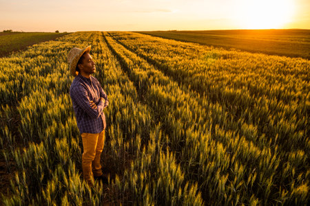 Farmer standing in a wheat field and looking at the sunset.の写真素材
