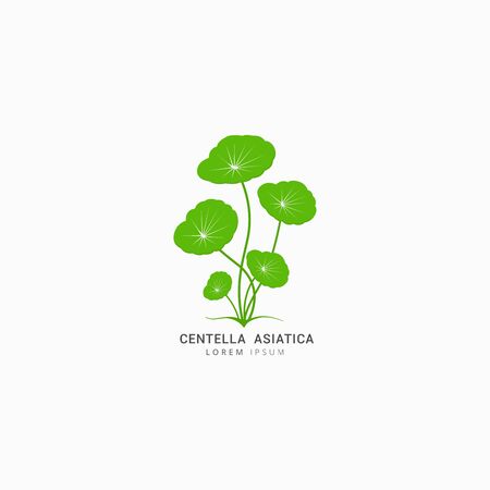 Centella Asiatica icon logo vector design templateのイラスト素材